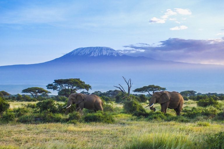 <h3>Understanding Biotic and Abiotic Factors in Savanna Grasslands</h3>