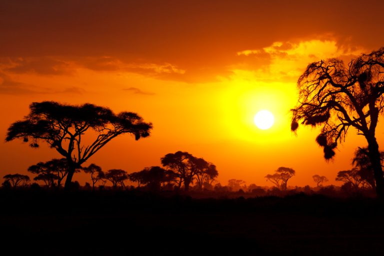 <h3>Key Features of the Savanna Biome</h3>