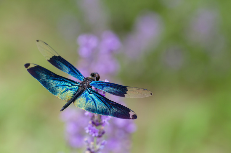 <h3>Understanding the Life Cycle of a Dragonfly</h3>