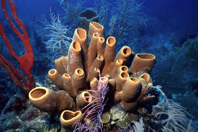 <h3>Varieties of Sea Sponges</h3> <br /><h4>Understanding Different Types of Sea Sponges</h4>