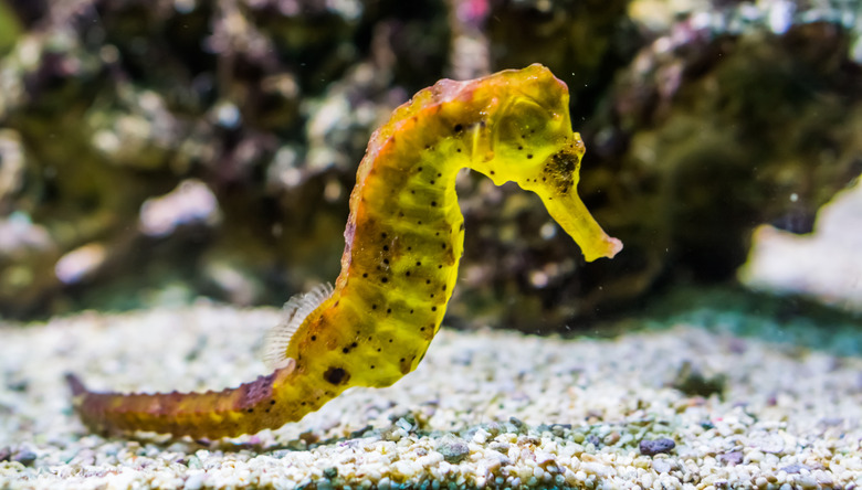 <h3>Predators of Seahorses</h3>