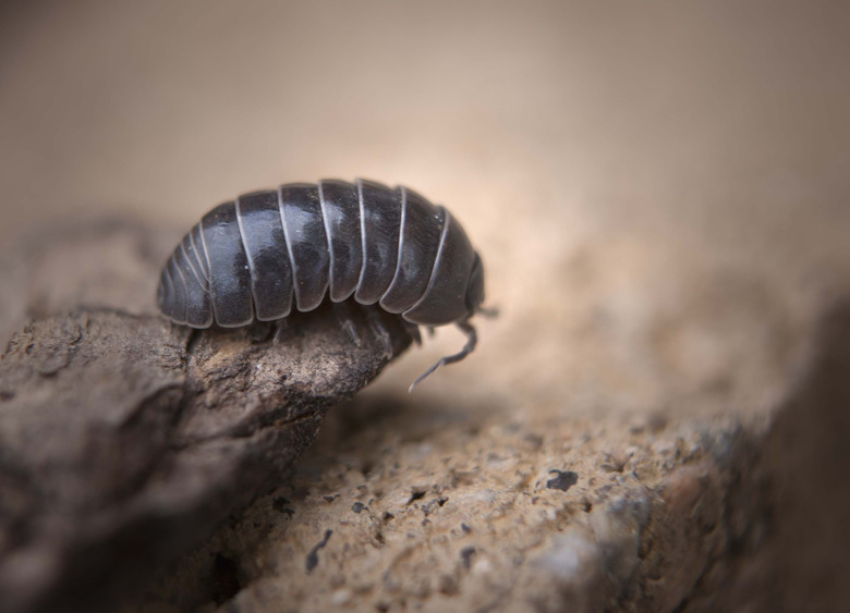 <h3>Understanding the Life Cycle of a Roly Poly</h3>