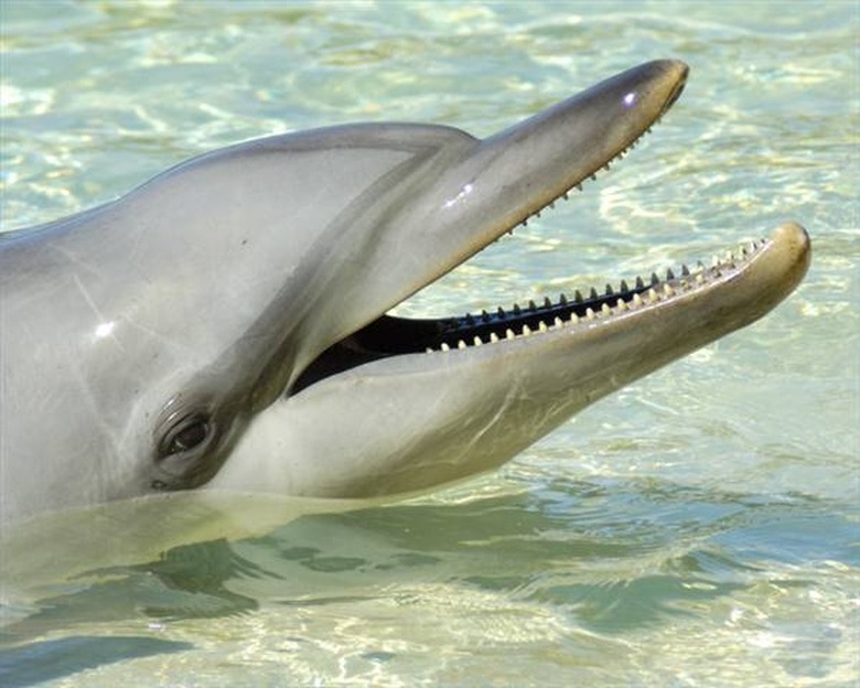 <h3>Dolphin Hearing: How Do They Perceive Sound?</h3>