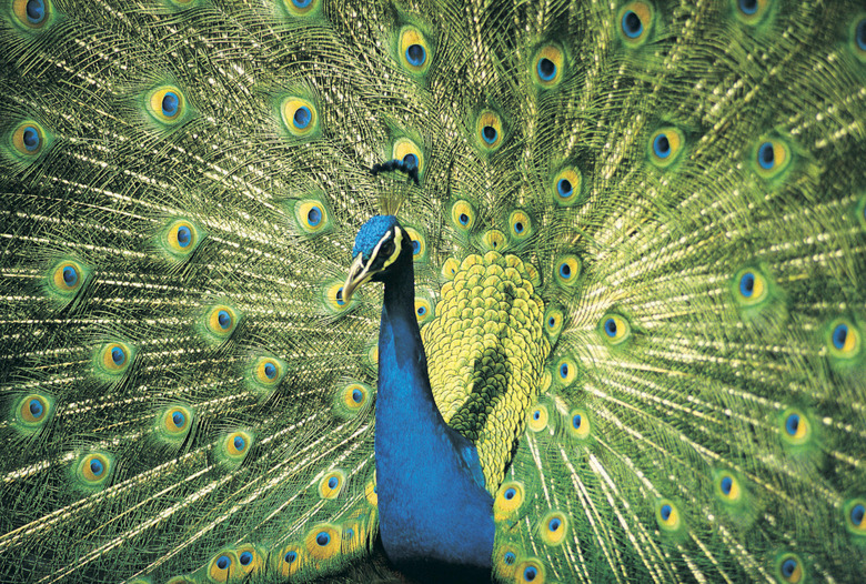 <h3>Traits of the Peacock Bird</h3>