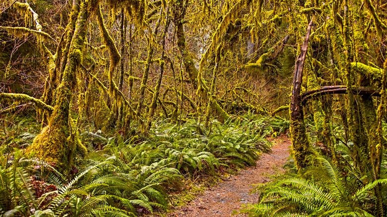 <h3>Exploring Abiotic Factors in a Temperate Rain Forest</h3>