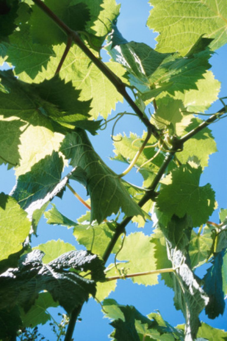 <h3>Understanding the Process of Light Energy Conversion in Plants</h3>