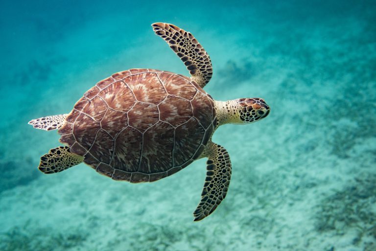 <h3>The Adaptations of Turtles</h3> <br /><h4>Sciencing</h4>