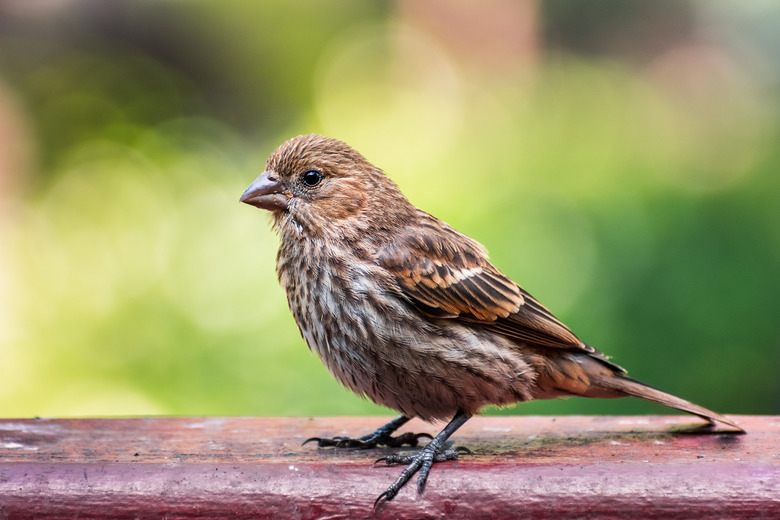 <h3>California Wild Finches</h3>