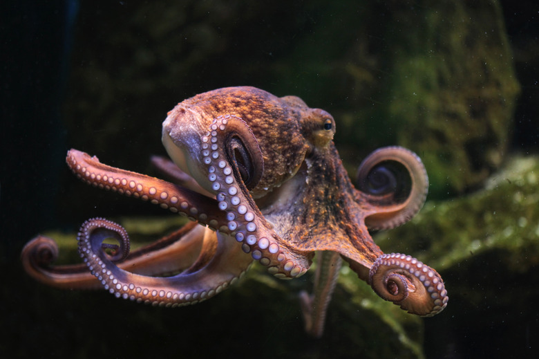 <h3>Understanding the Breathing Process of an Octopus</h3>