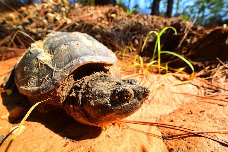 <h3>What Are the Predators of Snapping Turtles?</h3>