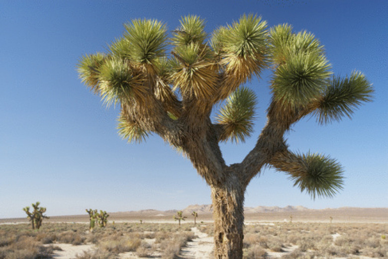 <h3>Animals and Plants of the California Desert</h3><br />