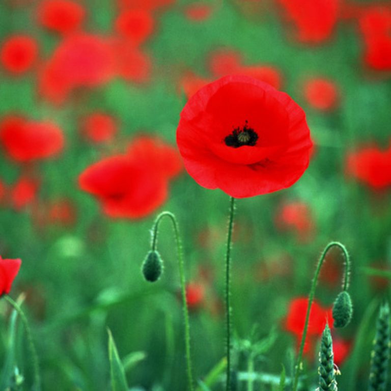 <h3>Are Poppy Seeds Harmful to Birds?</h3>