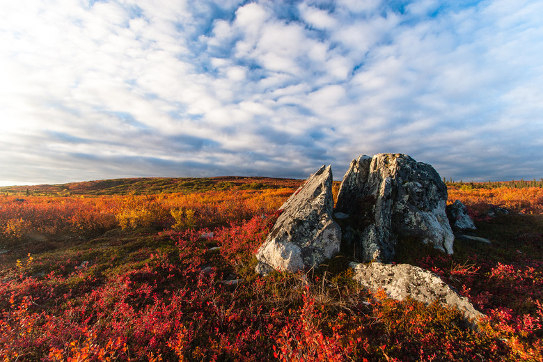 <h3>Comparing Taiga and Tundra Ecosystems</h3>