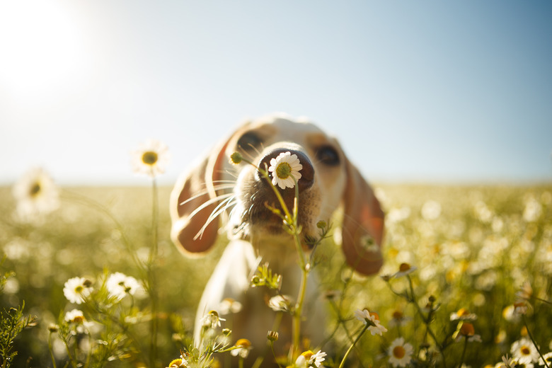 <h3>Exploring the Similarities Between Animals and Plants</h3>