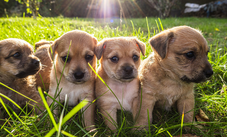 <h3>Creative Science Fair Project Ideas Involving Dogs</h3>