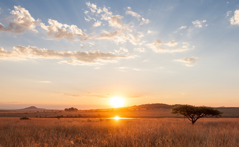 <h3>Dangers to the Savanna Ecosystem</h3>