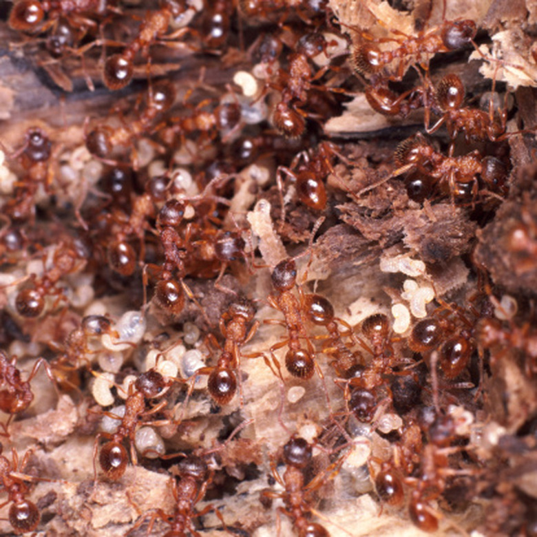 <h3>Insects Found Beneath Rocks</h3>