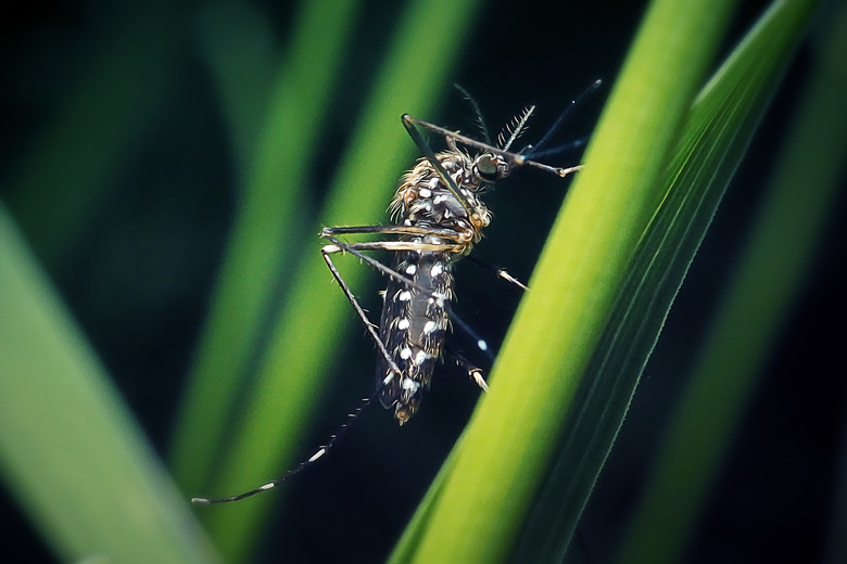 <h3>Collection of Tiny Insects</h3> <br /><h4>Sciencing</h4>