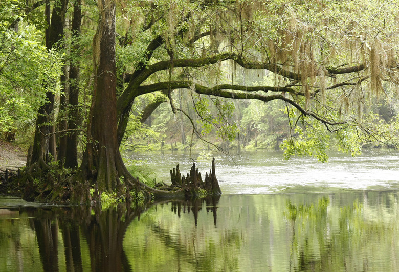 <h3>Influence of Abiotic Factors in Natural Wetlands</h3>