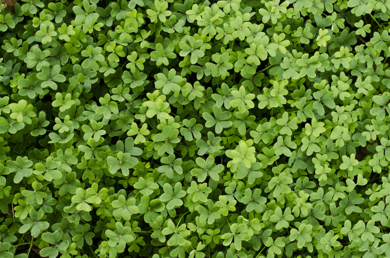 <h3>What Animals Consume Clover?</h3> <br /><h4>Sciencing</h4>