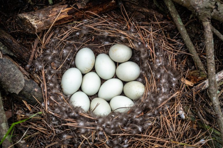 <h3>Identifying Bird Eggs</h3> <h4>A Guide from Sciencing</h4>