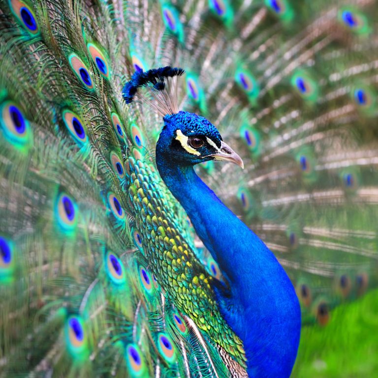 <h3>Exploring the Colors of Peacock Feathers</h3>