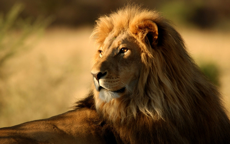 <h3>How Have Lions Adapted to Their Environment?</h3>