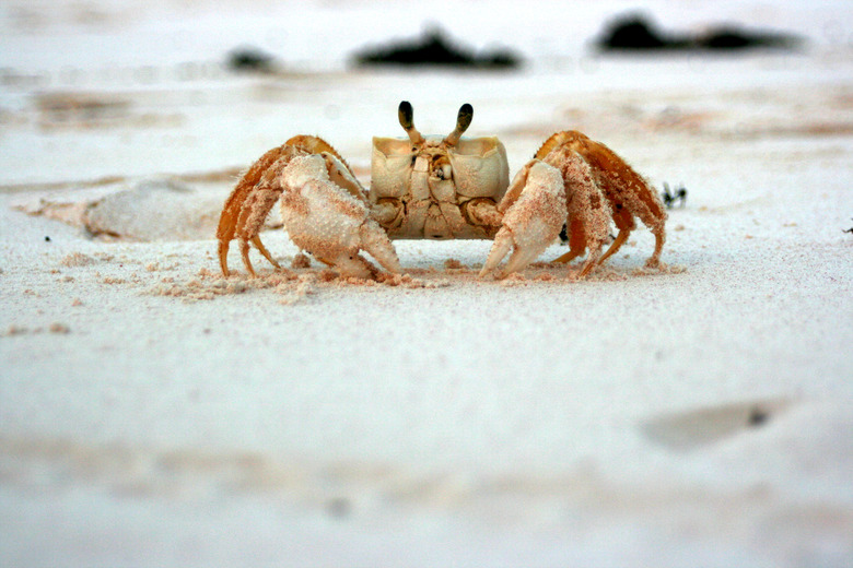 <h3>Feeding Sand Crabs</h3>