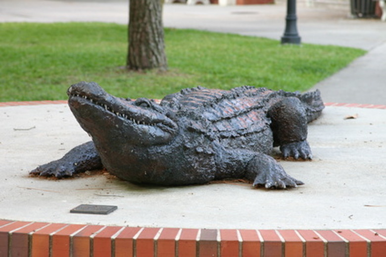 <h3>Components of an Alligator's Anatomy</h3><br />