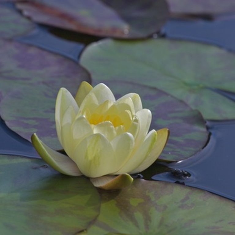 <h3>Exploring the Habitat of Water Lilies</h3>