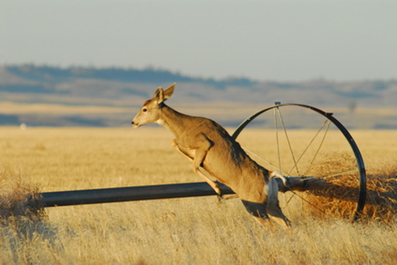 <h3>Understanding the Anatomy of a Deer</h3>