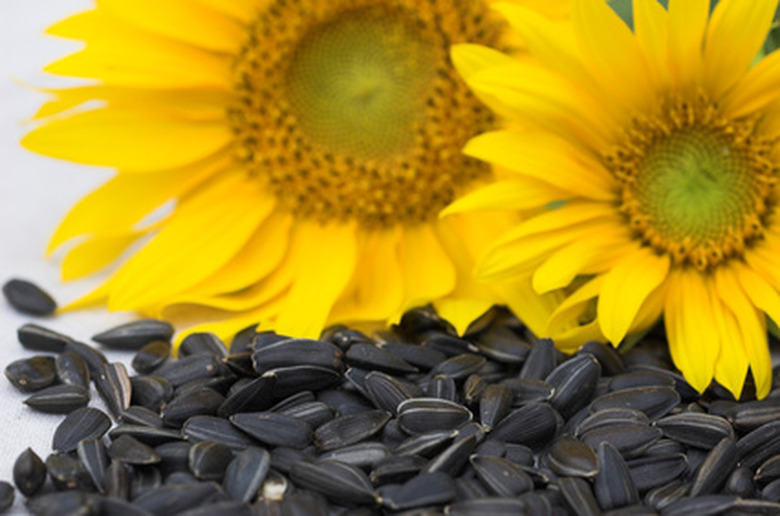 <h3>Which Animals Consume Sunflower Seeds?</h3>