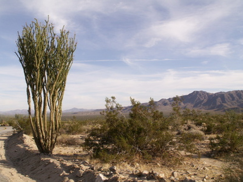 <h3>Fascinating Information on Desert Flora</h3>