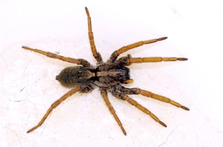 <h3>Collection of Small Brown Spiders</h3>