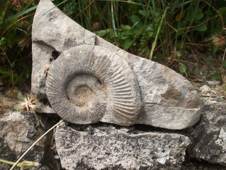 <h3>Identifying Shell Fossils</h3>