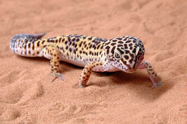 <h3>Gecko Species Found in Arizona</h3>