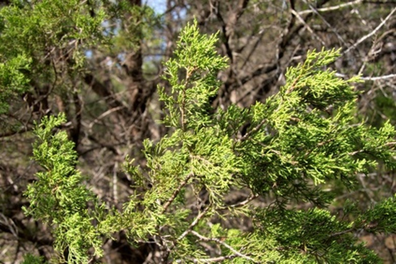 <h3>Exploring the Various Ecosystems in Texas</h3>