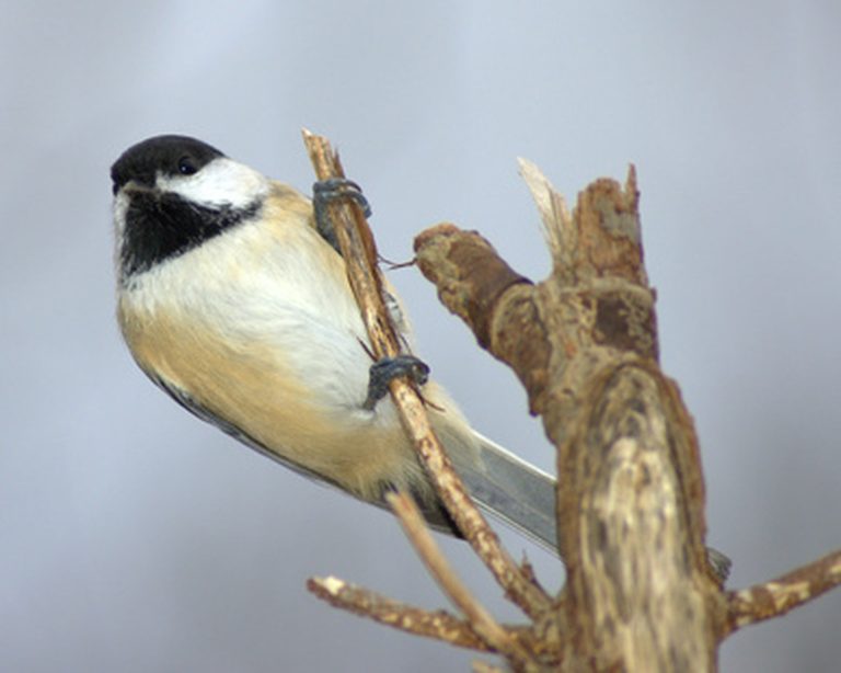 <h3>Distinguishing Between Male and Female Chickadees</h3>