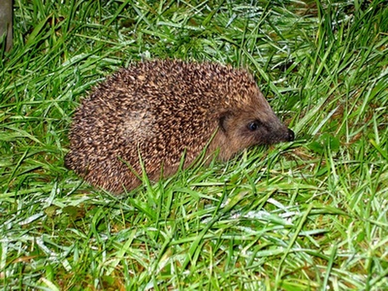 <h3>Exploring the Natural Habitat of Hedgehogs</h3>