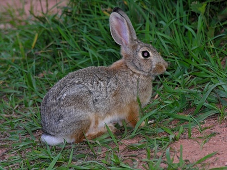 <h3>Cottontail Rabbit Life Cycle</h3> <br /><h4>Understanding the Stages of Cottontail Development</h4>