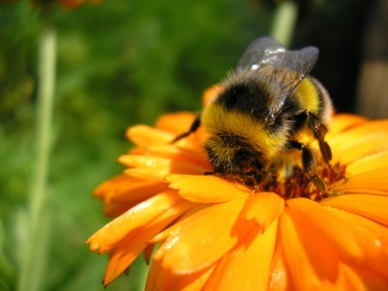 <h3>Varieties of Natural Beehives</h3> <br /><h4>Exploring Different Types of Bee Habitats</h4>