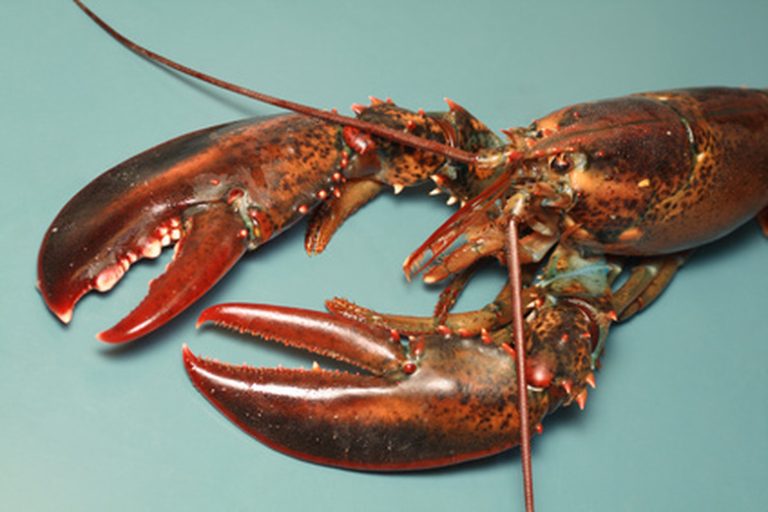 <h3>Key Predators of Lobsters</h3>