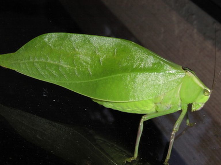 <h3>Feeding Habits of Leaf Insects</h3>