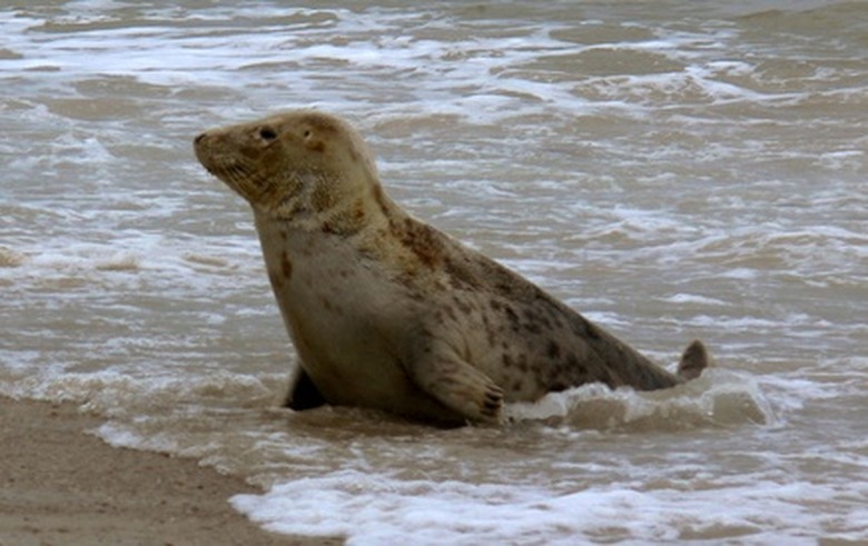 <h3>What Predators Feast on Seals?</h3>