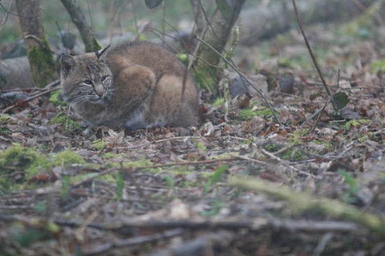 <h3>Who Are the Bobcat's Predators?</h3>