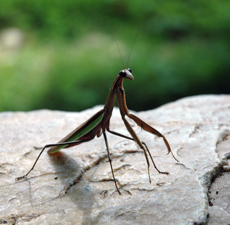 <h3>Anatomy of a Praying Mantis</h3>