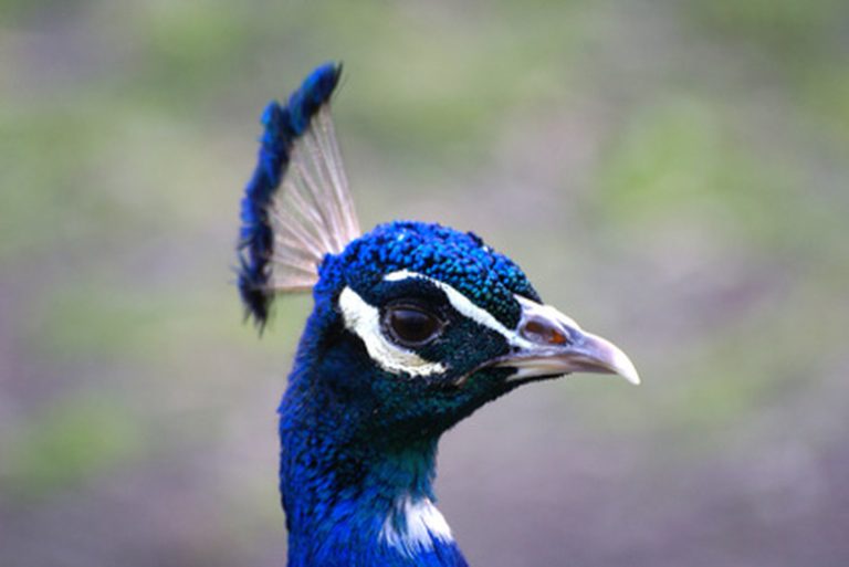 <h3>Varieties of Peacocks</h3> <br /><h4>Exploring the Different Types</h4>