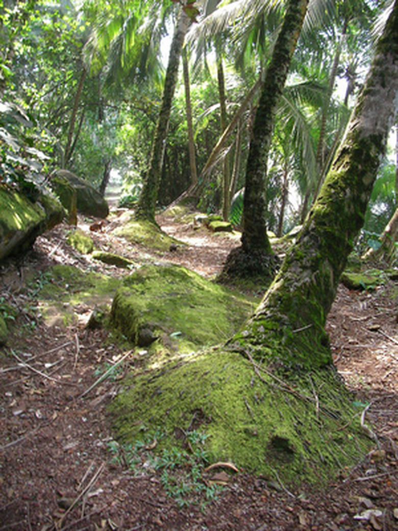 <h3>Key Plant Species in Tropical Rainforests</h3><br />