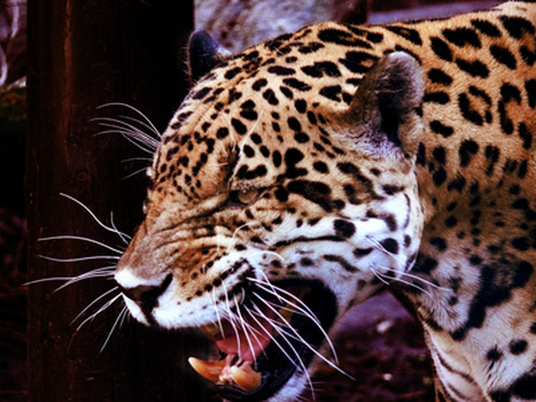 <h3>Animal Food Chain in the Rainforest</h3>