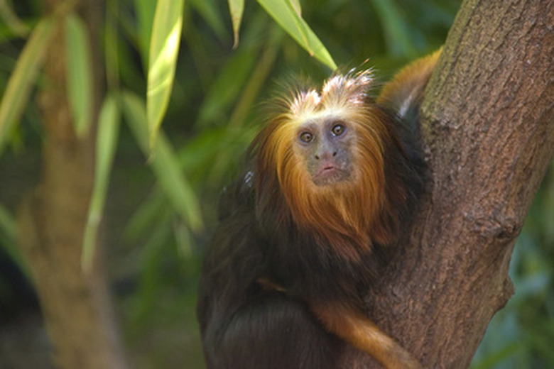 <h3>Exploring the Habitat of Monkeys in the Rainforest</h3>